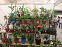 frutal_set_2015 (1).JPG